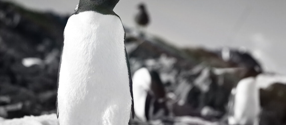 45+ Perintah Dasar Linux Yang Harus Anda Pahami Jasa Pembuatan Website Semarang