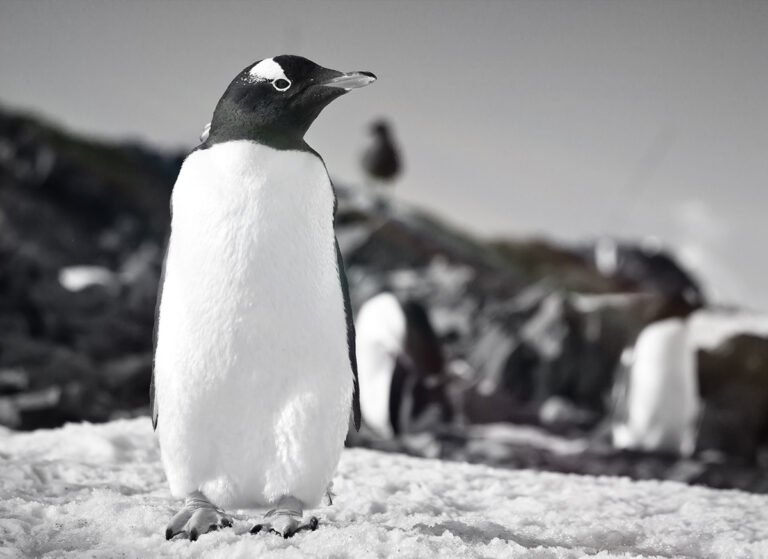 45+ Perintah Dasar Linux Yang Harus Anda Pahami Jasa Pembuatan Website Semarang