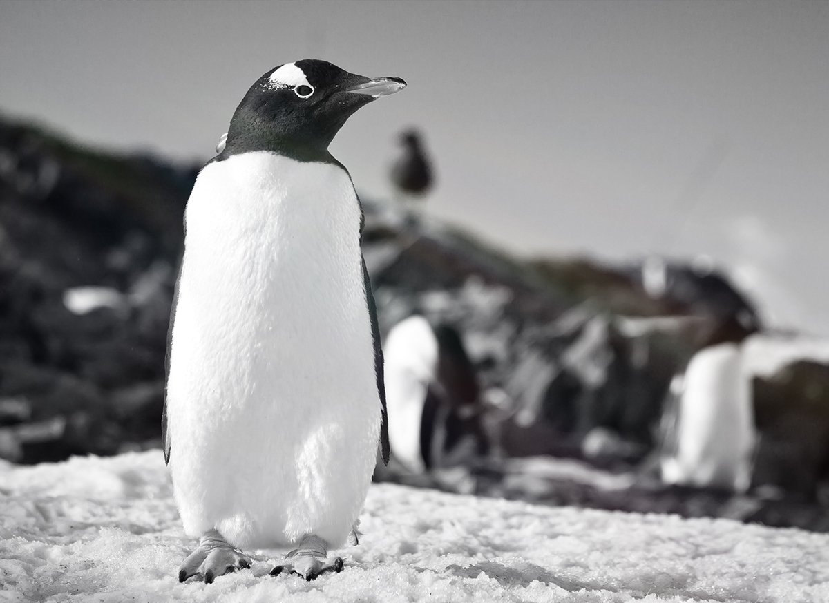 45+ Perintah Dasar Linux Yang Harus Anda Pahami Jasa Pembuatan Website Profesional